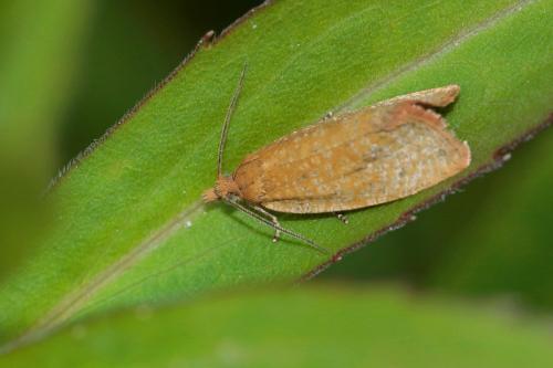 Celypha rufana